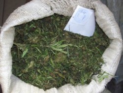 В Севастополе изъяли 4,5 кг марихуаны и 1,5 литров опия