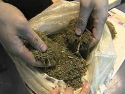 В Шостке было изъято 7 кг марихуаны
