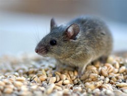 Полевая мышь поможет ученым разработать новые методы лечения алкоголизма