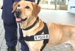 Бездомные псы Гонконга после специальной подготовки несут службу в полиции